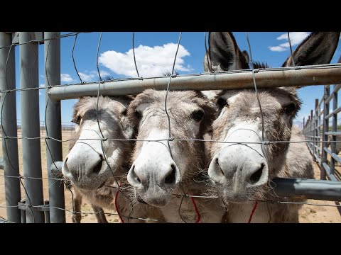 5-29-2024  Have Lost Your Donkeys
