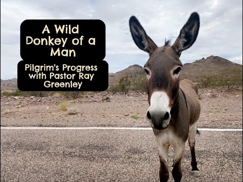 4-10-2024  A Wild Donkey Of A Man