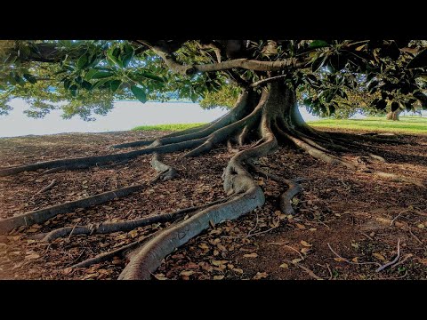 10-23-2023 -  The Curse Of The Fig Tree
