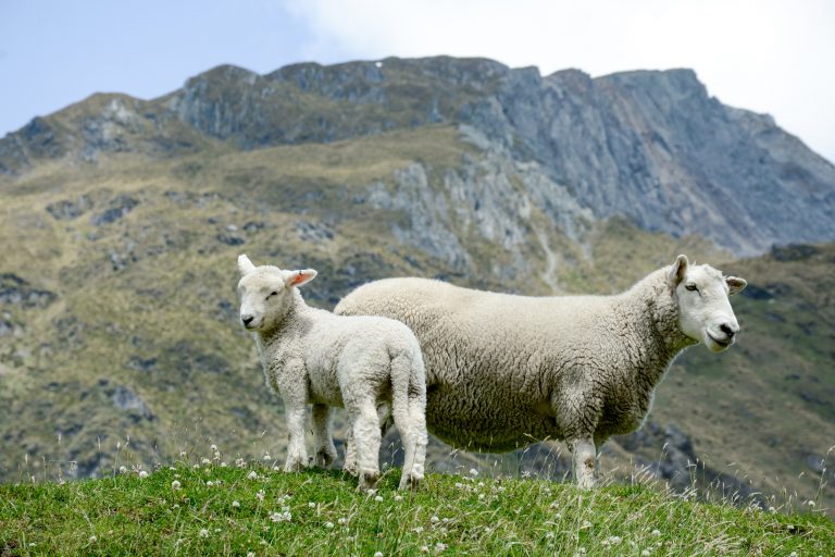 sheep on a grassy hillside scaled