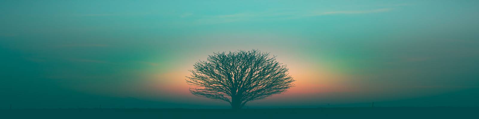 marek piwnicki tnhta3qKQtw unsplash