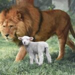 A Lamb and a Lion