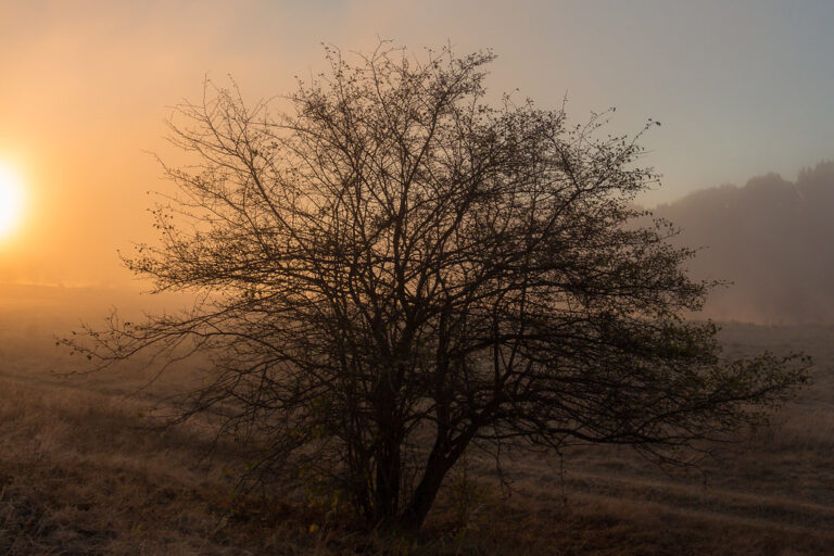 Old withered tree on the misty morning