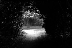 light behind dark tunnel of trees