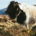 white and black donkey