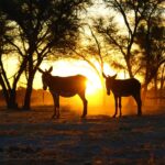 Donkeys on Field at Sunset