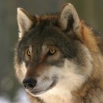 wolf, canis lupus, mammal