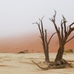 two dead trees in the desert with sand blowing in the background