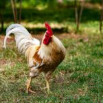white and brown rooster on grassy field