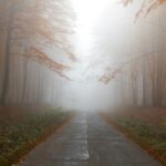 gray empty road between trees