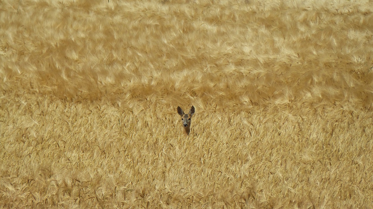 deer, hidden, nature