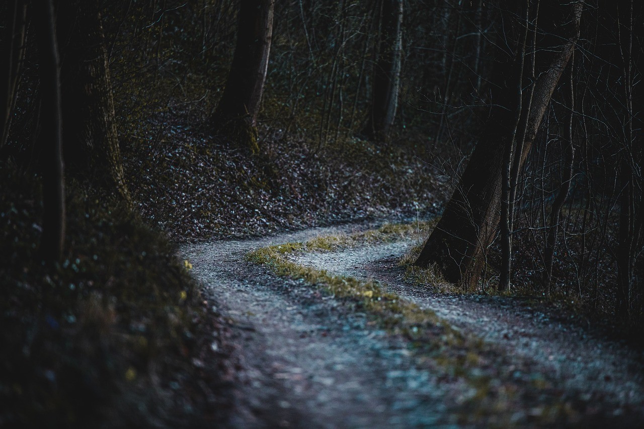 forest, trail, trees