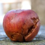 apple, fruit, rotten