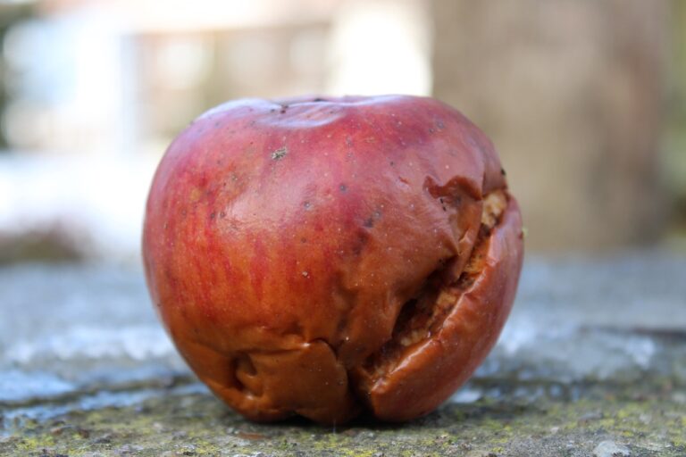 apple, fruit, rotten