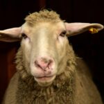 sheep, frontal, portrait, expectation