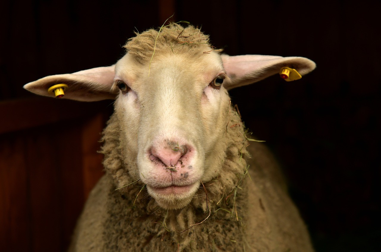 sheep, frontal, portrait, expectation