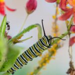 black and yellow caterpillar on green leaf