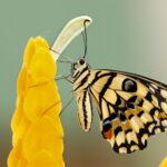 butterfly perched on flower at daytime