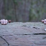 Two hands on a rock with trees in the background