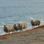 herd of sheep on brown field during daytime