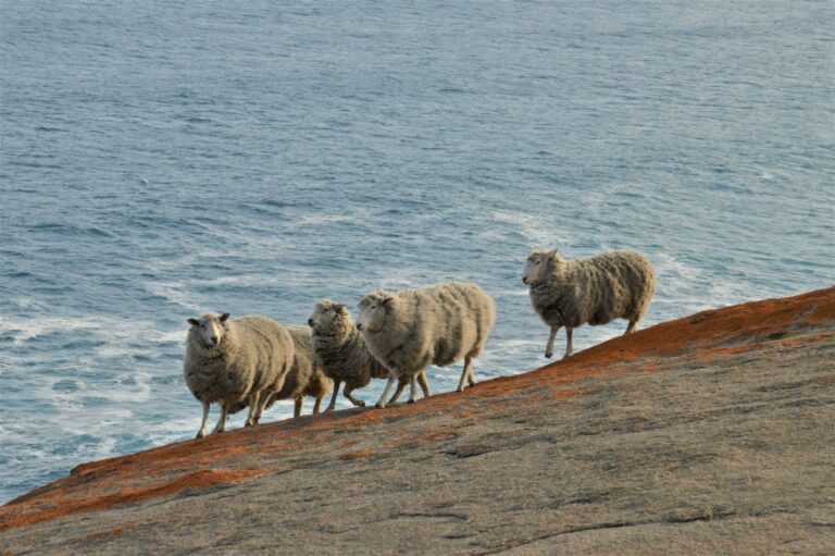 herd of sheep on brown field during daytime