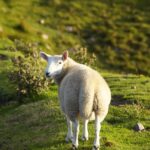 sheep, scotland, highlands, nature, animal, watch, review, look back, farm animal, free, sheep, scotland, review, review, review, review, review, look back, look back, look back, look back, look back