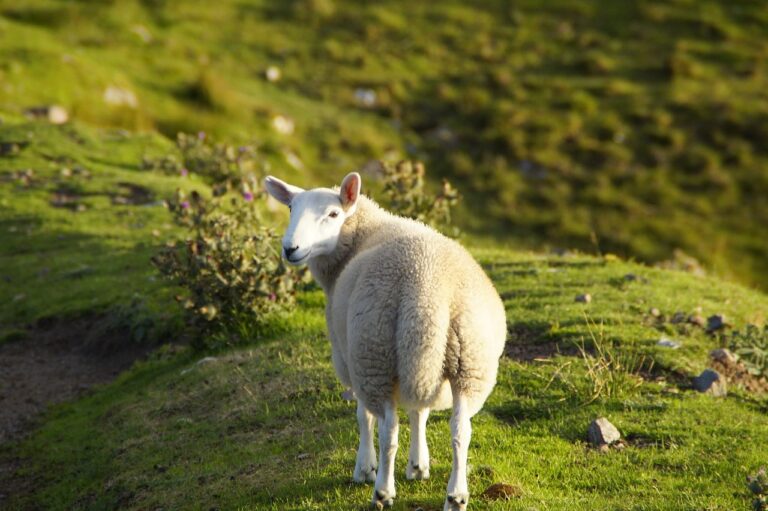 sheep, scotland, highlands, nature, animal, watch, review, look back, farm animal, free, sheep, scotland, review, review, review, review, review, look back, look back, look back, look back, look back