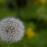 a dandelion flower with a blurry background, lightweight