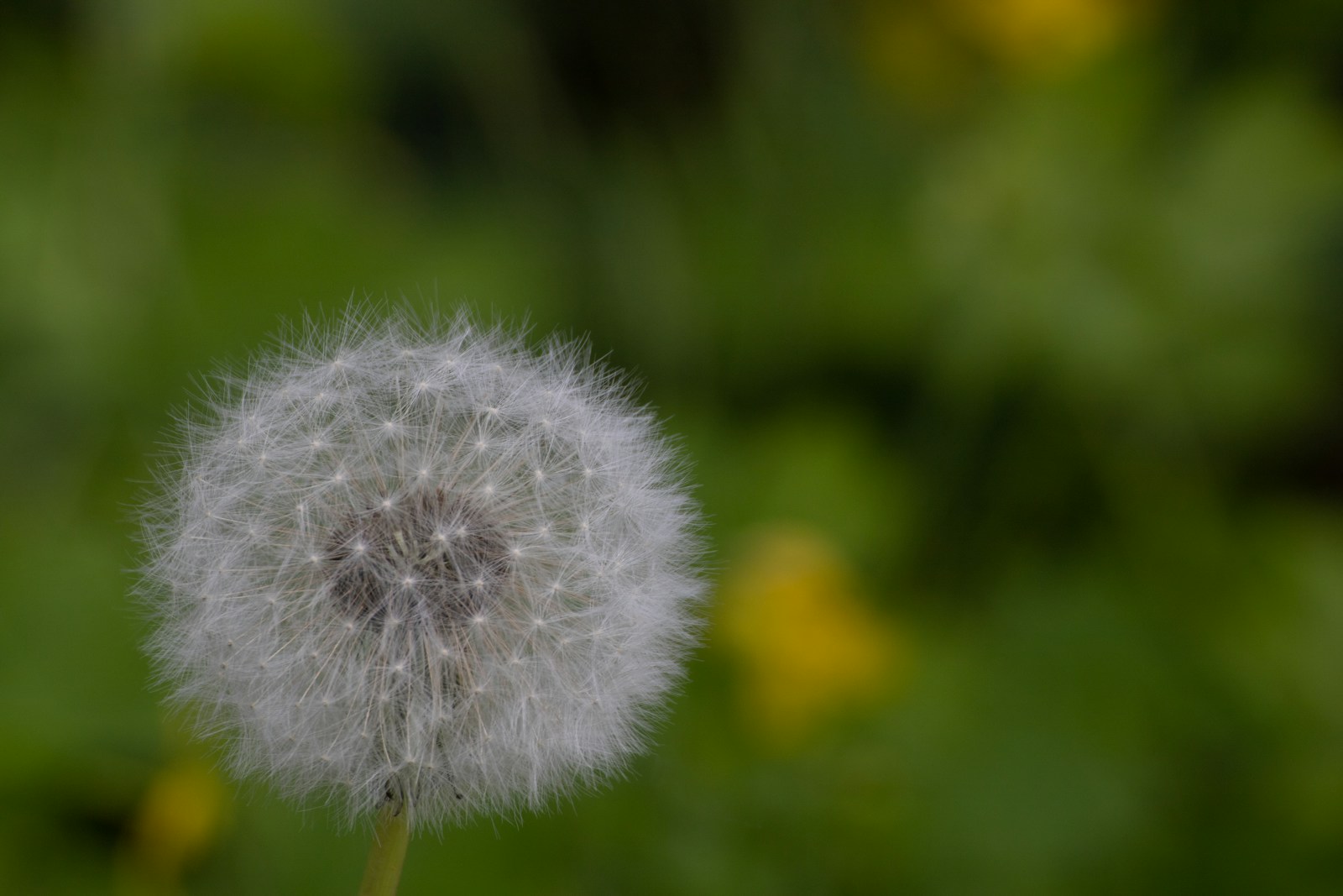 a dandelion flower with a blurry background, lightweight