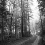grayscale photo of road in between trees, trail