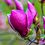 a close up of a purple flower on a tree