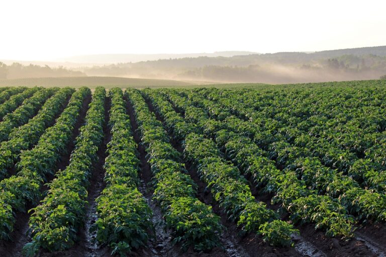potato field, aroostook county, morning light, haze, agriculture, green field, green morning, potato field, potato field, potato field, potato field, potato field, agriculture, agriculture