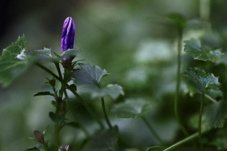 bellflower, campanula, bud, purple flower, grow, sprout, early spring, early bloomer, bud, bud, bud, bud, bud, sprout