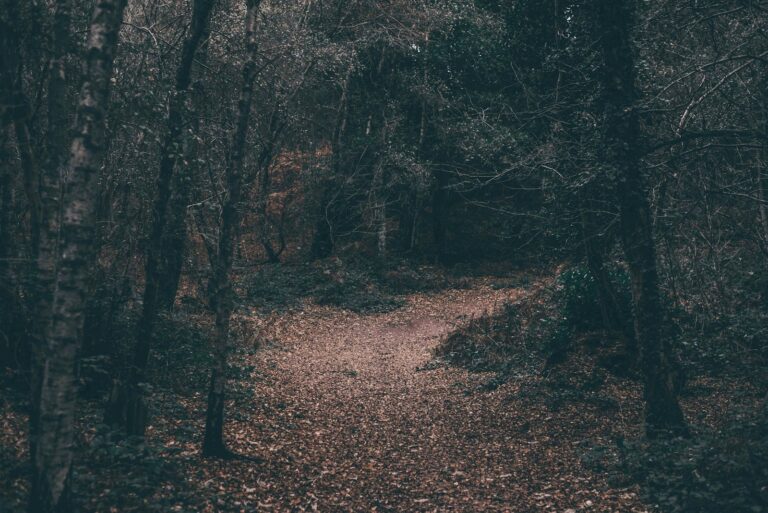 pathway between forest wallpaper, woods
